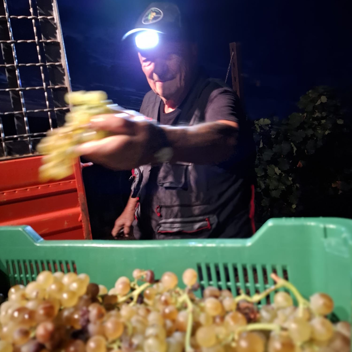 Naumanni 2024: Manual Night Harvest